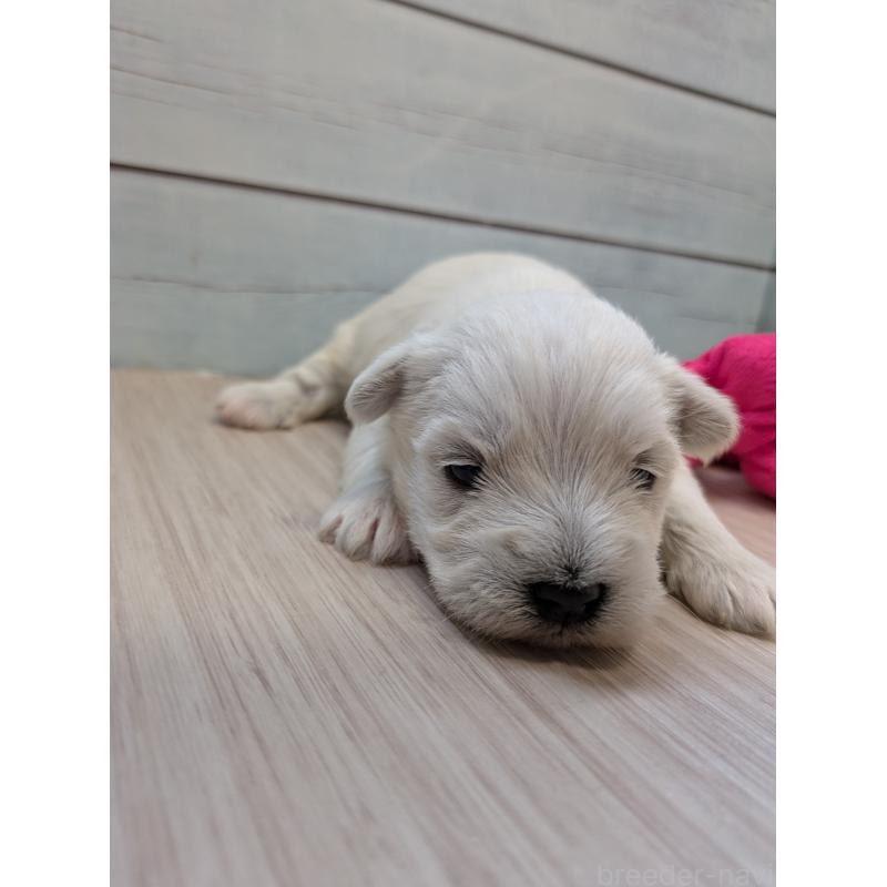 販売中の茨城県のミックス犬-448999の2枚目