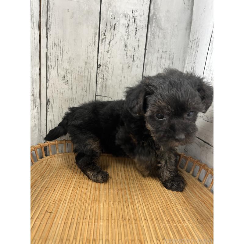 販売中の山梨県のヨープー:ヨークシャーテリア×トイプードル-449001の5枚目