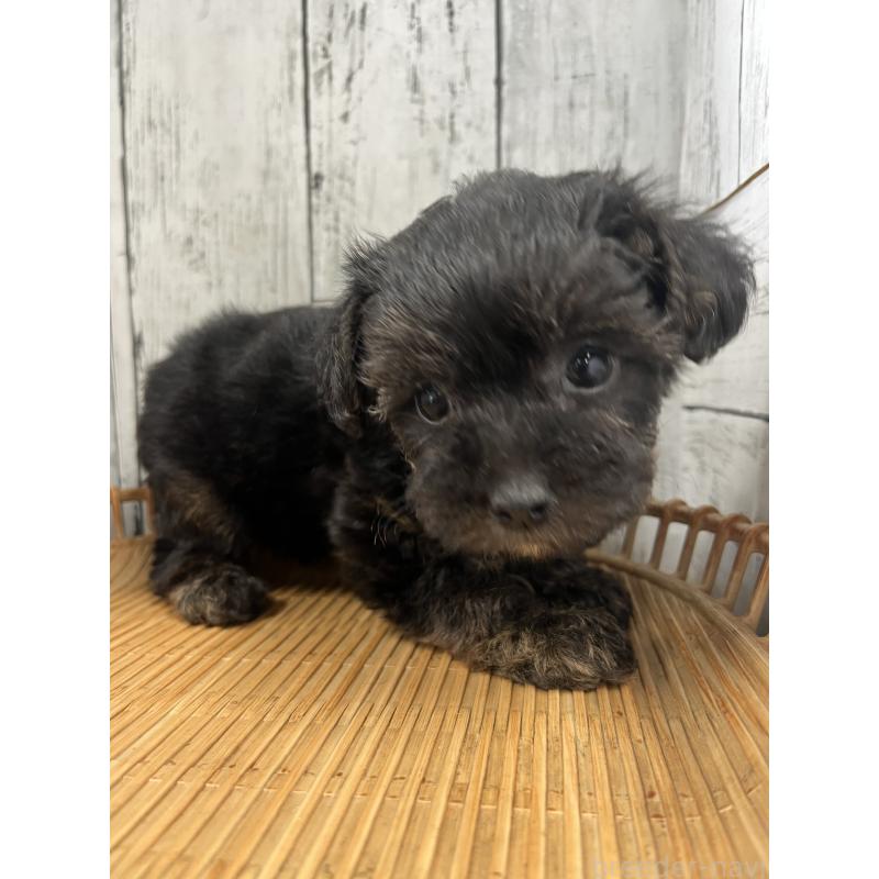 販売中の山梨県のヨープー:ヨークシャーテリア×トイプードル-449001の4枚目