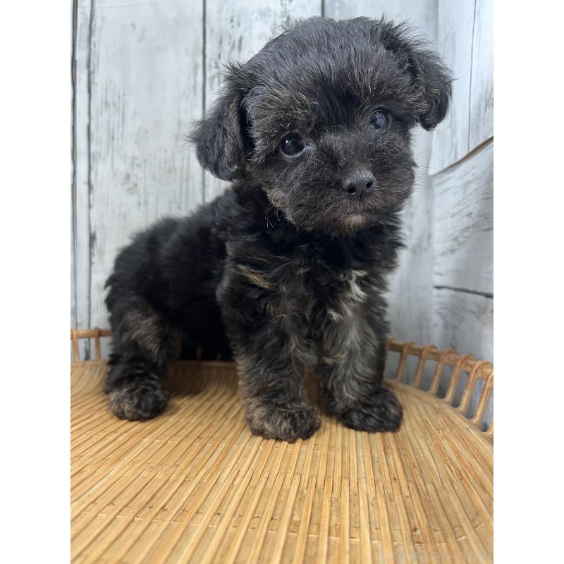 販売中の山梨県のヨープー:ヨークシャーテリア×トイプードル-449001の3枚目