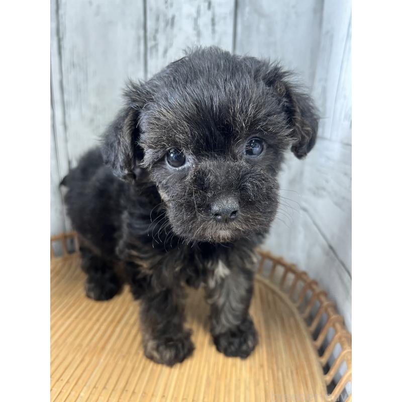 販売中の山梨県のヨープー:ヨークシャーテリア×トイプードル-449001の2枚目