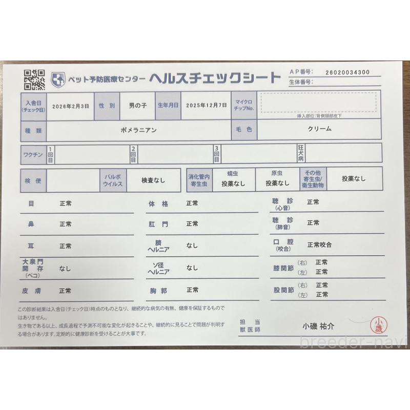 販売中の茨城県のポメラニアン-449003の9枚目