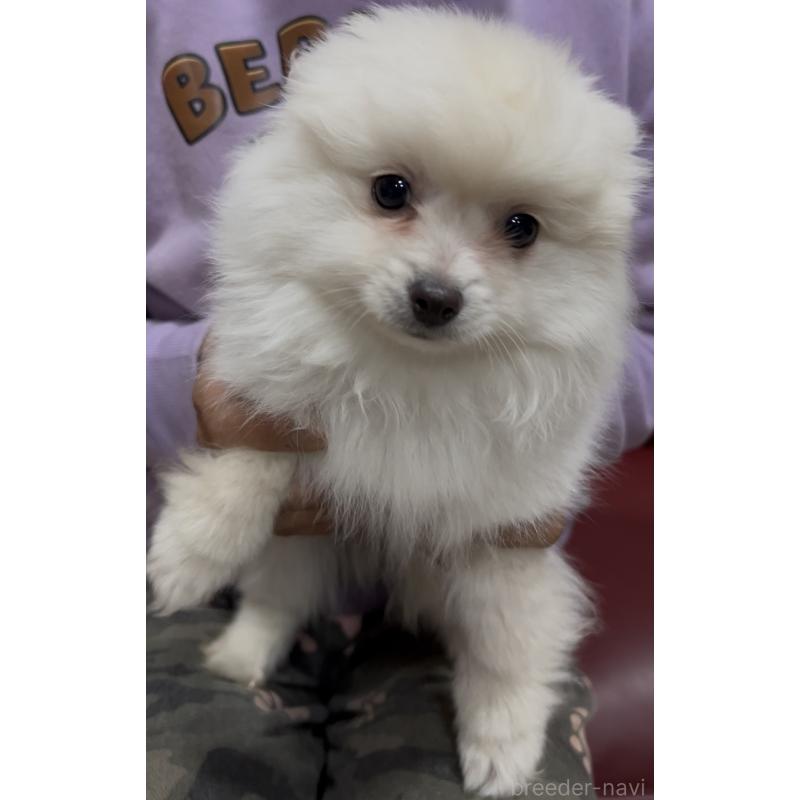 販売中の茨城県のポメラニアン-449003の7枚目