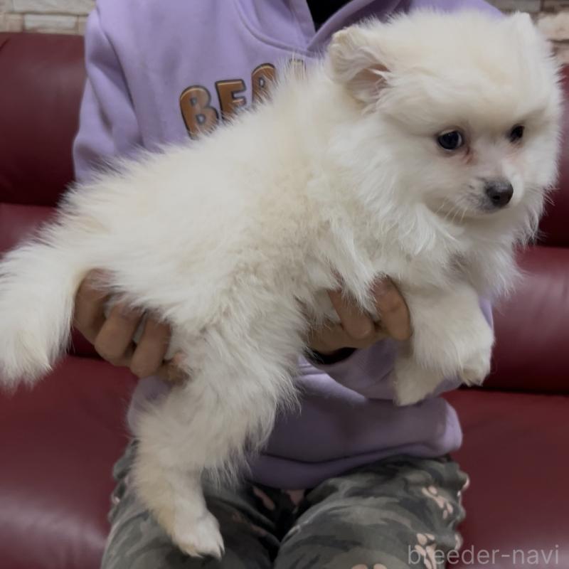 販売中の茨城県のポメラニアン-449003の6枚目