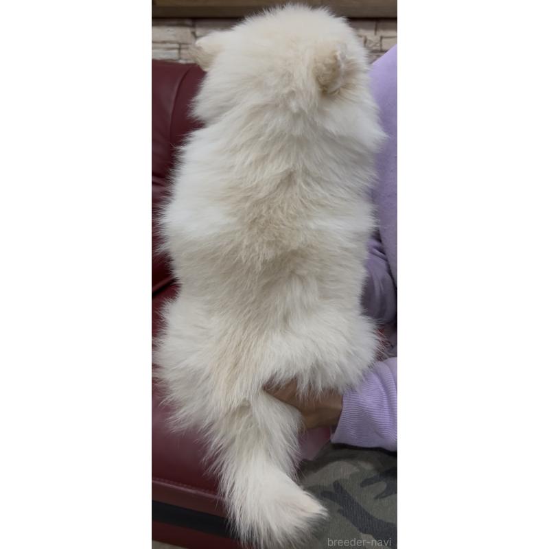 販売中の茨城県のポメラニアン-449003の5枚目