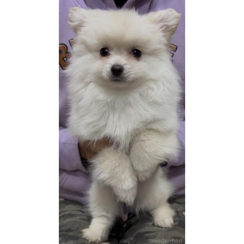 販売中の茨城県のポメラニアン-449003の3枚目