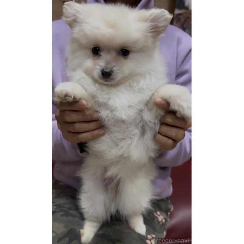 販売中の茨城県のポメラニアン-449003の2枚目