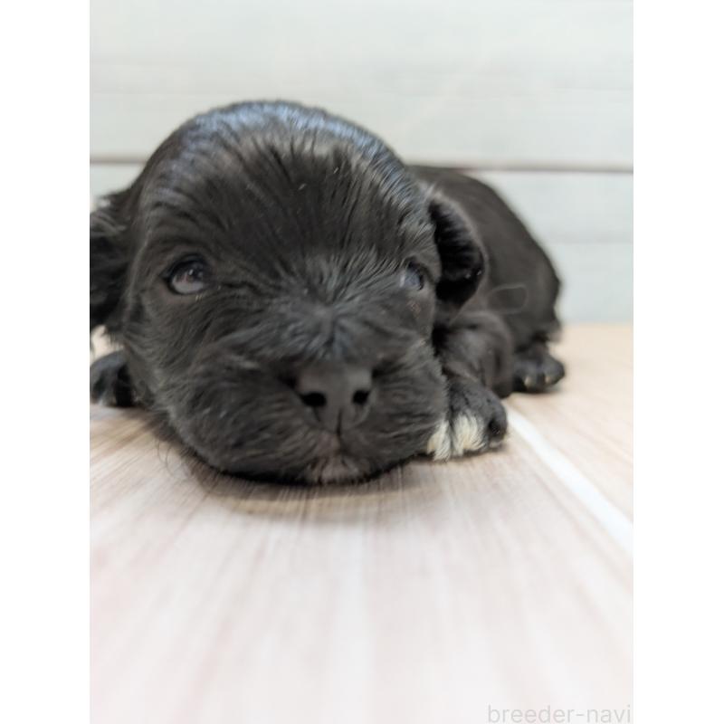 販売中の茨城県のミックス犬-449002の6枚目