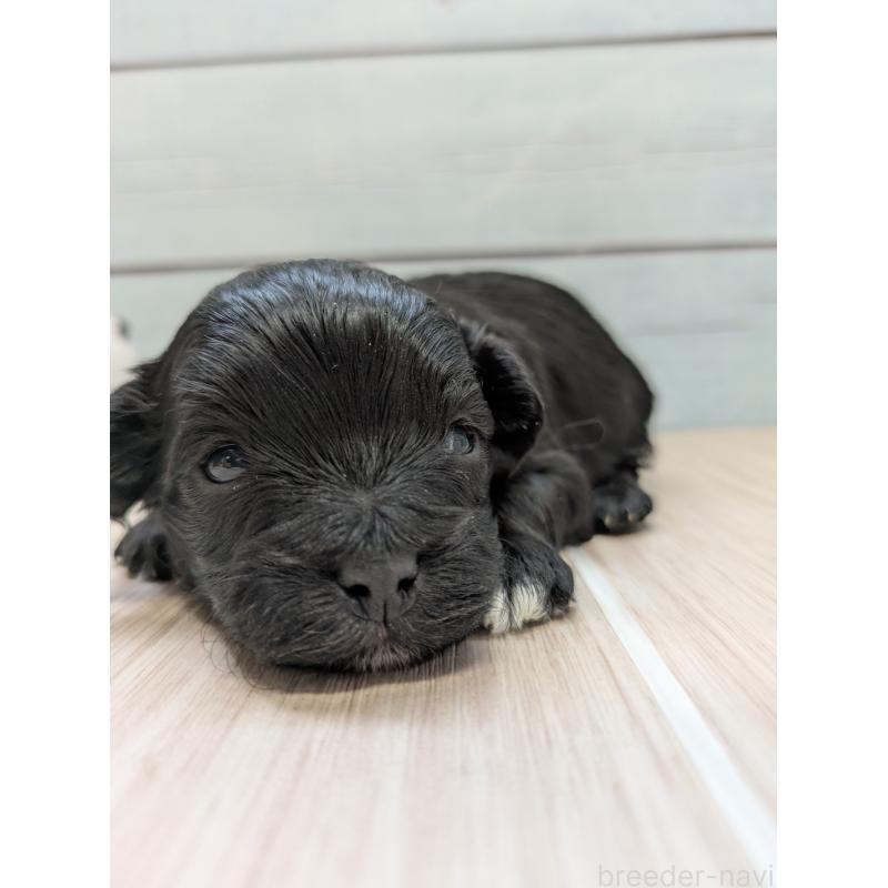 販売中の茨城県のミックス犬-449002の5枚目