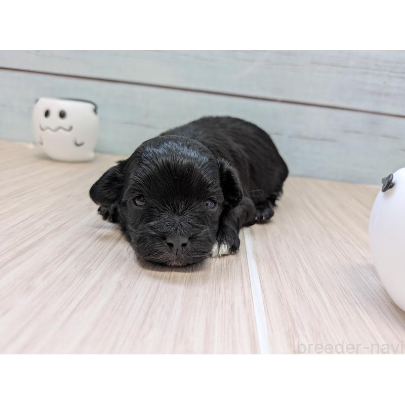 販売中の茨城県のミックス犬-449002の3枚目