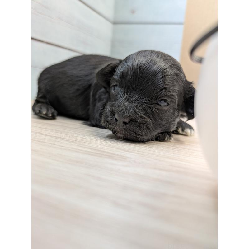 販売中の茨城県のミックス犬-449002の2枚目