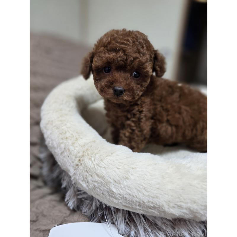 販売中の埼玉県のティーカッププードル-449004の10枚目