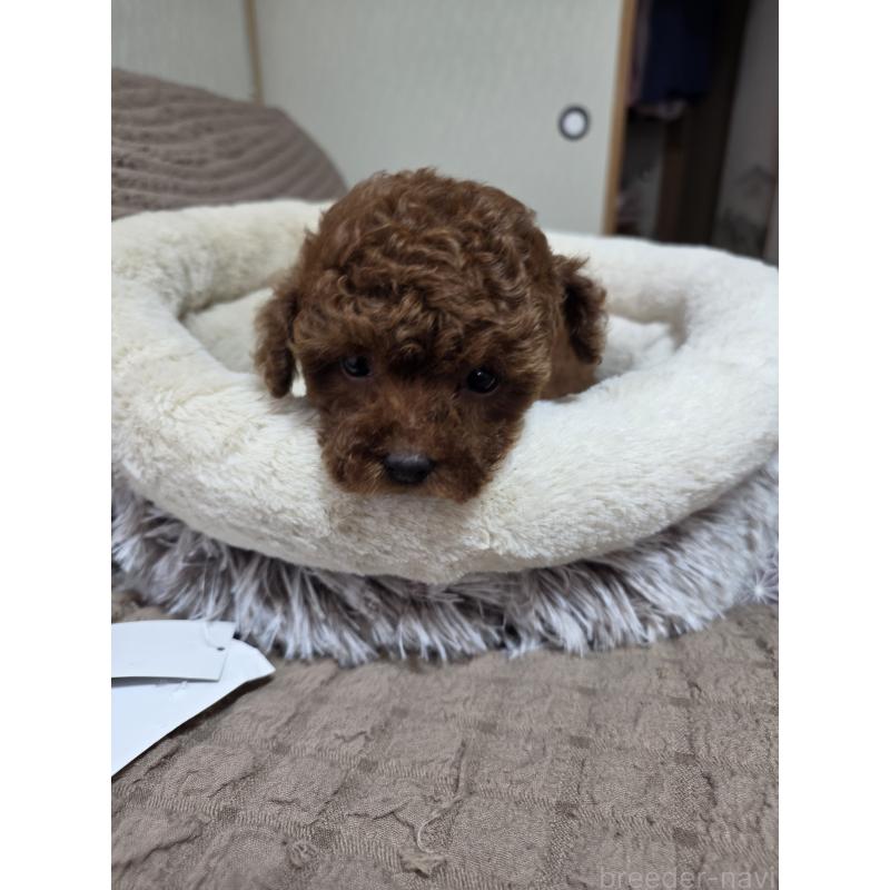 販売中の埼玉県のティーカッププードル-449004の9枚目