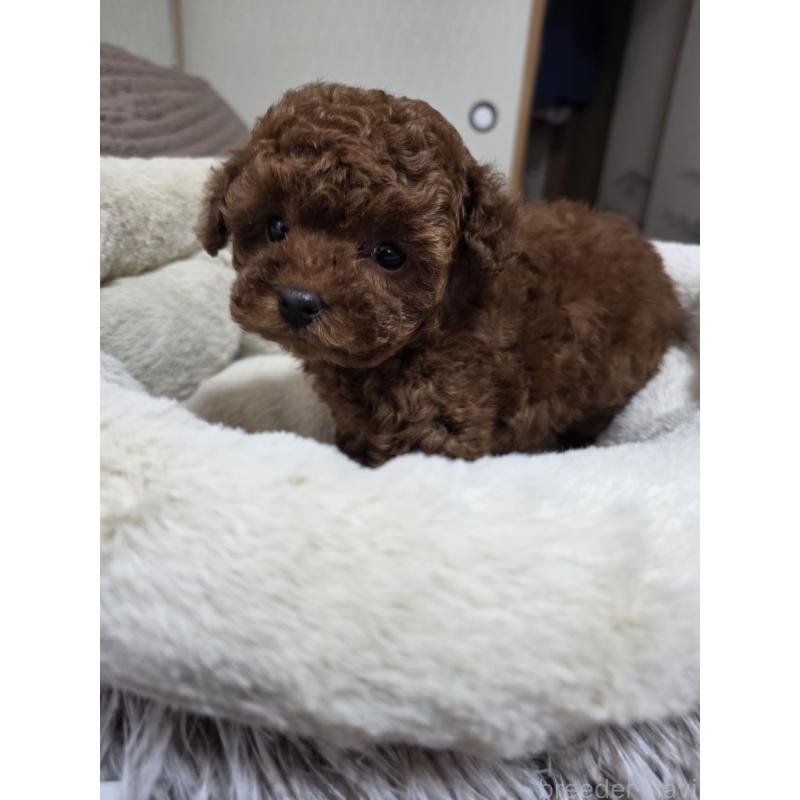 販売中の埼玉県のティーカッププードル-449004の8枚目