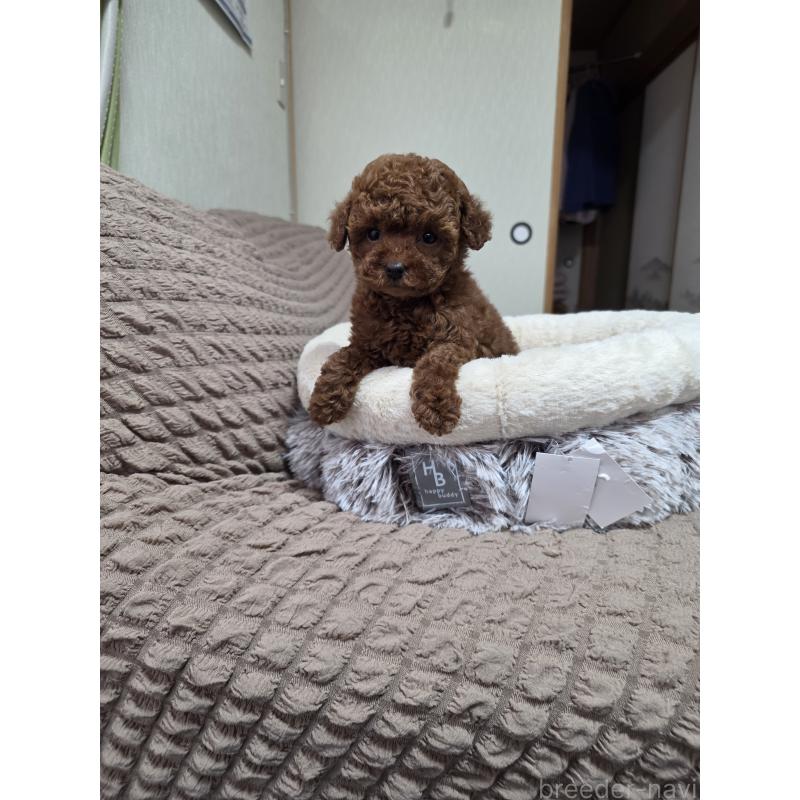 販売中の埼玉県のティーカッププードル-449004の6枚目