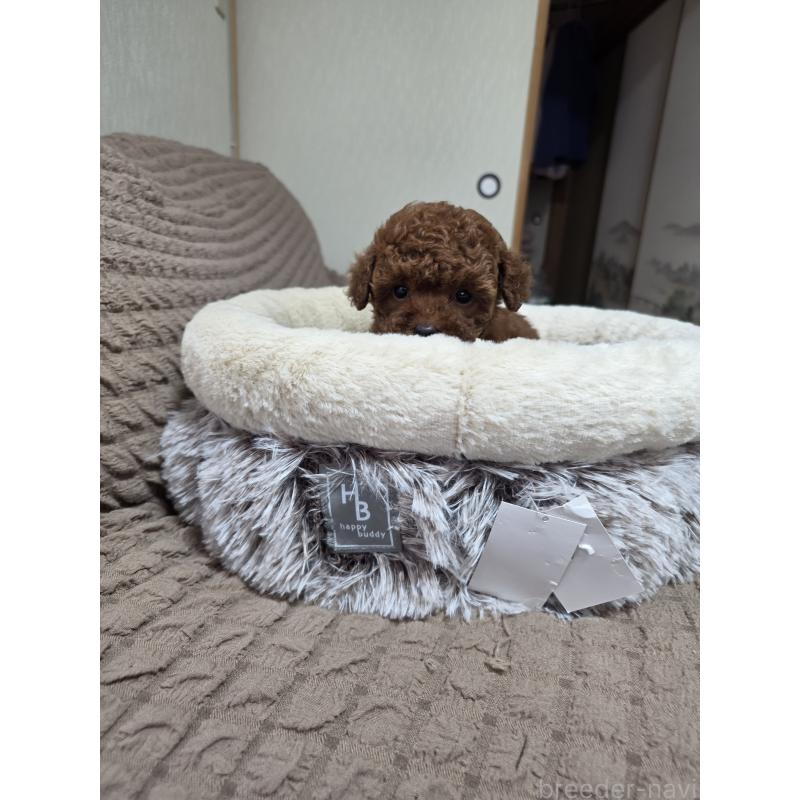 販売中の埼玉県のティーカッププードル-449004の5枚目