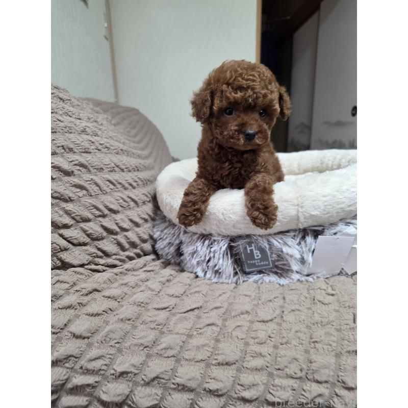 販売中の埼玉県のティーカッププードル-449004の4枚目