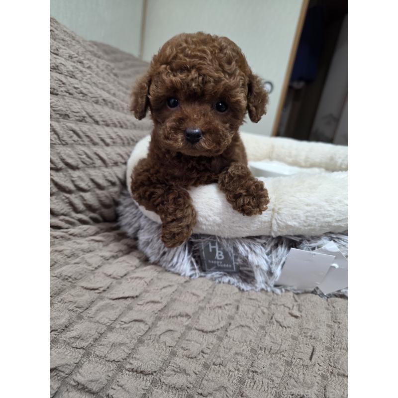 販売中の埼玉県のティーカッププードル-449004の3枚目