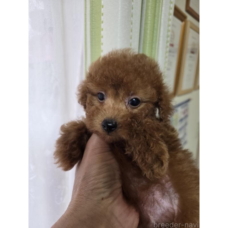 販売中の埼玉県のタイニープードル-449005の11枚目