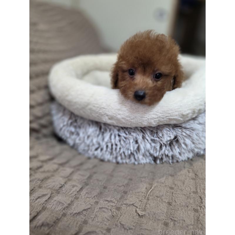 販売中の埼玉県のタイニープードル-449005の9枚目