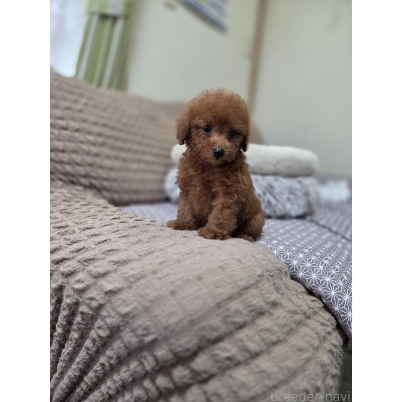 販売中の埼玉県のタイニープードル-449005の7枚目