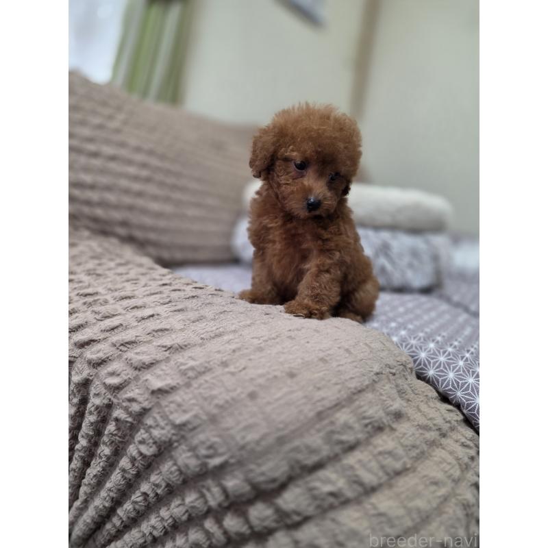 販売中の埼玉県のタイニープードル-449005の5枚目