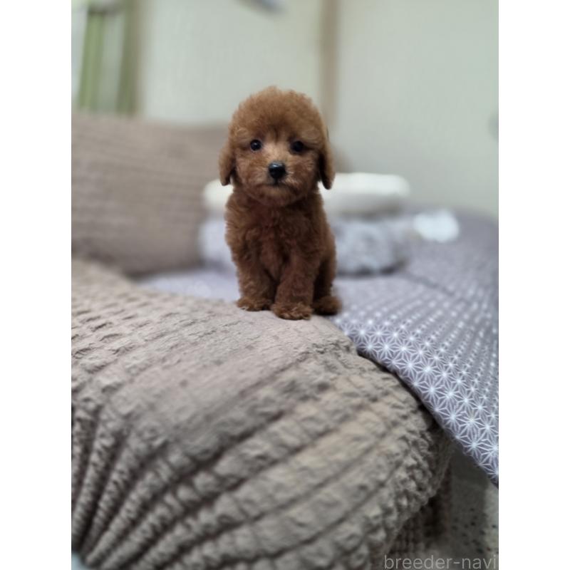 販売中の埼玉県のタイニープードル-449005の3枚目