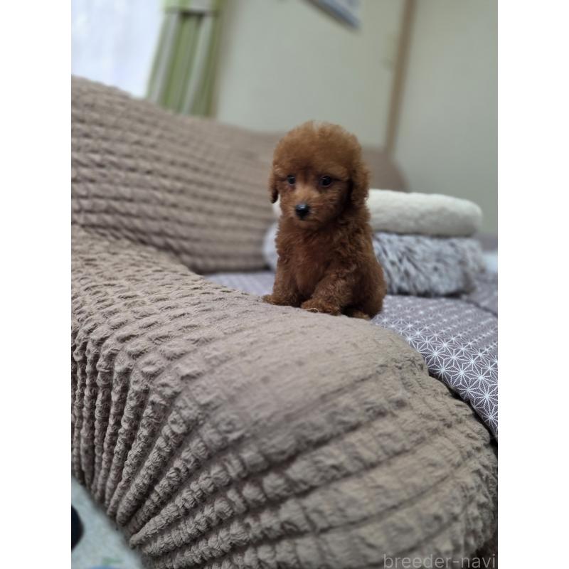 販売中の埼玉県のタイニープードル-449005の2枚目