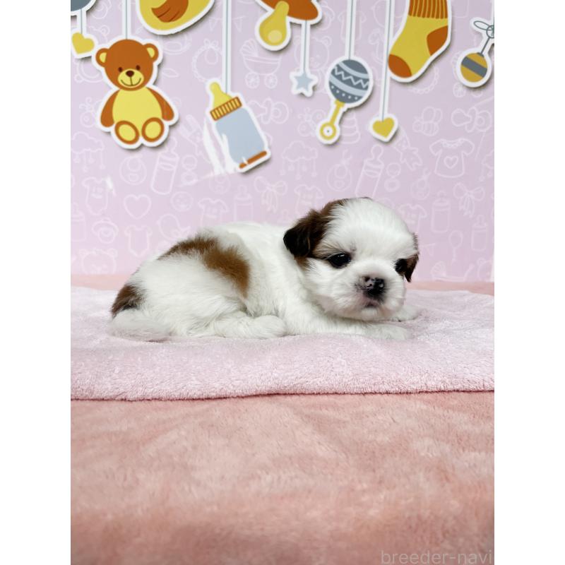 販売中の東京都のシーズー-449013の6枚目