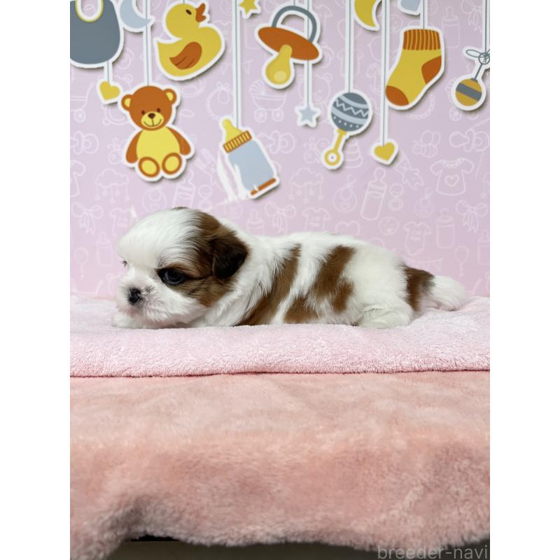 販売中の東京都のシーズー-449013の5枚目