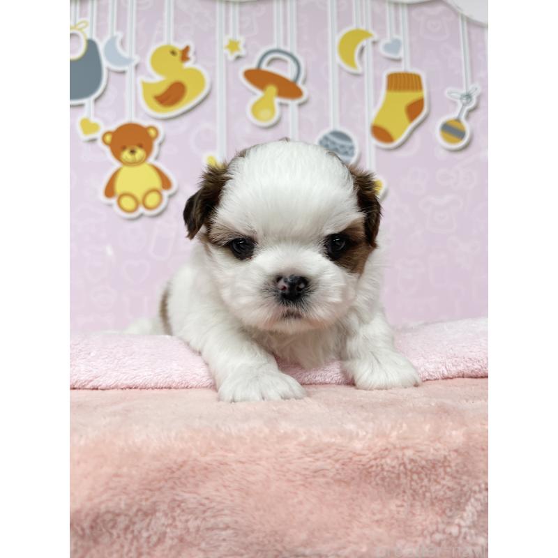 販売中の東京都のシーズー-449013の4枚目