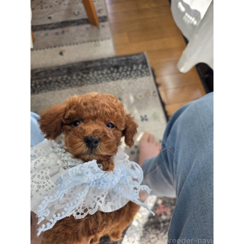 販売中の埼玉県のティーカッププードル-449006の14枚目
