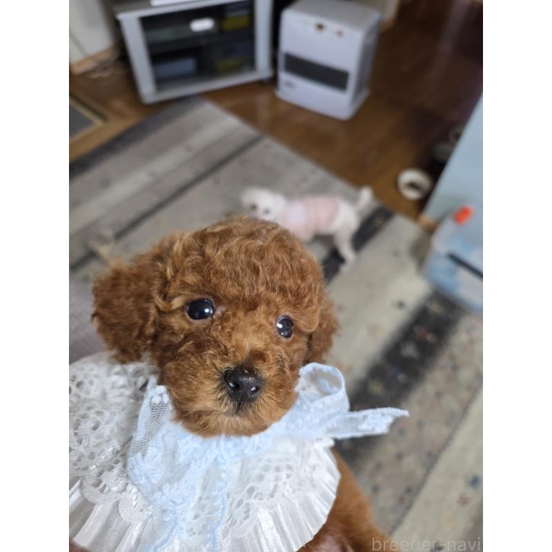 販売中の埼玉県のティーカッププードル-449006の12枚目