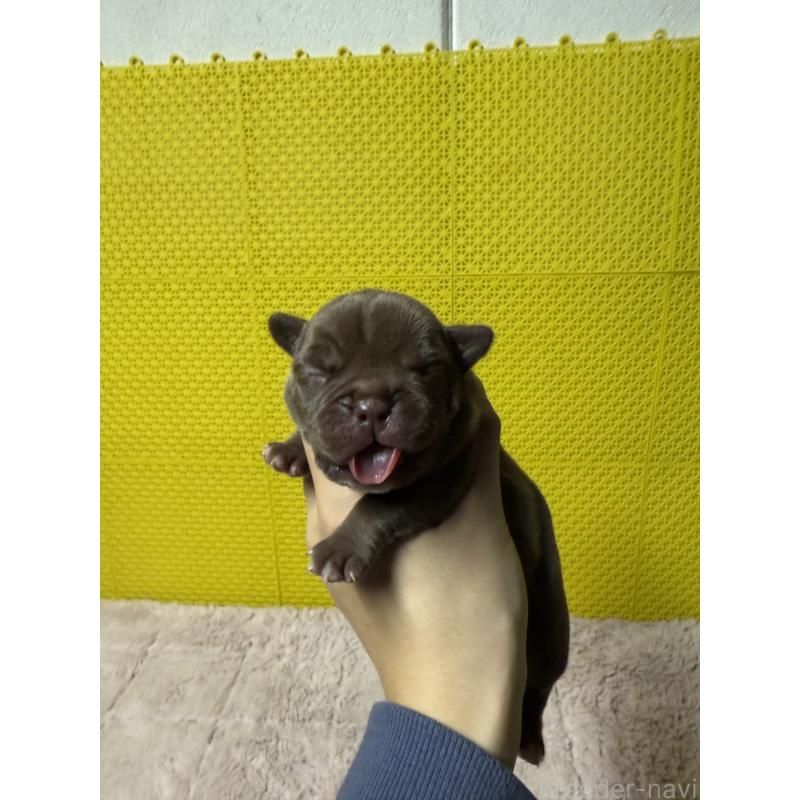 販売中の茨城県のエキゾチックブリー-449174の5枚目