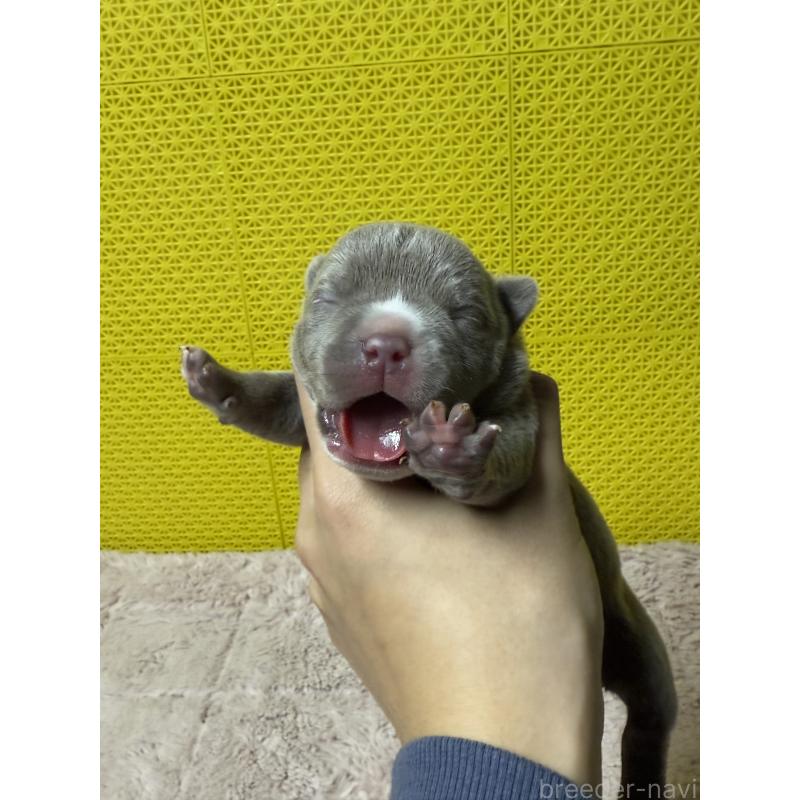 販売中の茨城県のエキゾチックブリー-449174の4枚目