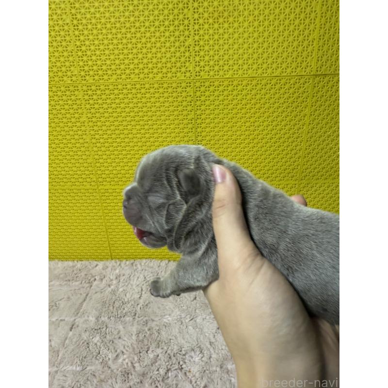 販売中の茨城県のエキゾチックブリー-449174の2枚目