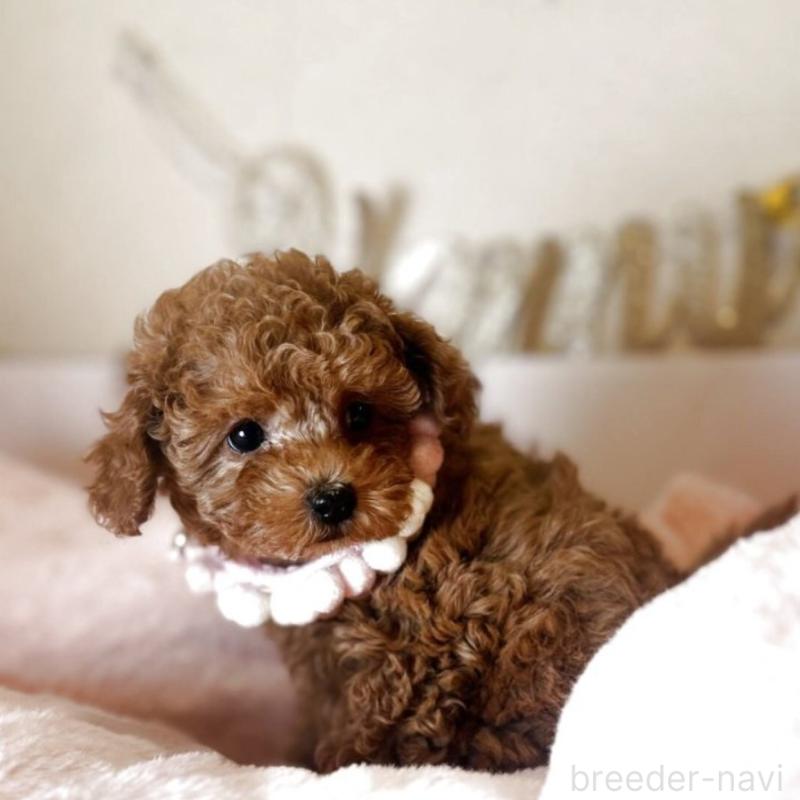 販売中の東京都のタイニープードル-449177の3枚目
