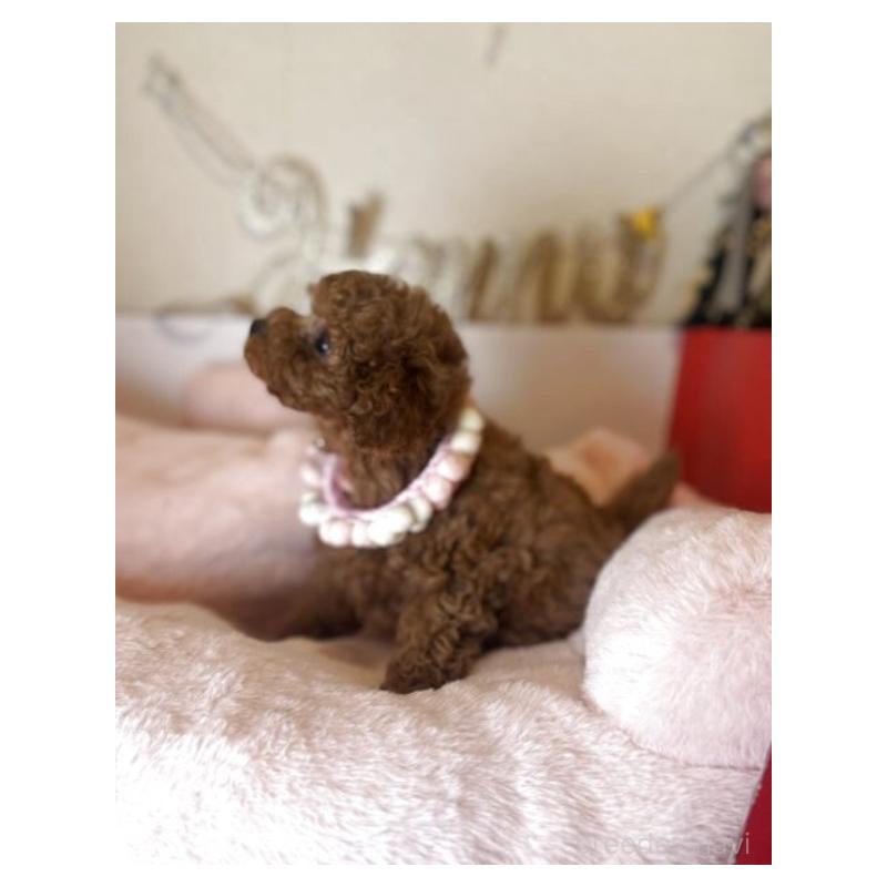 販売中の東京都のタイニープードル-449177の2枚目