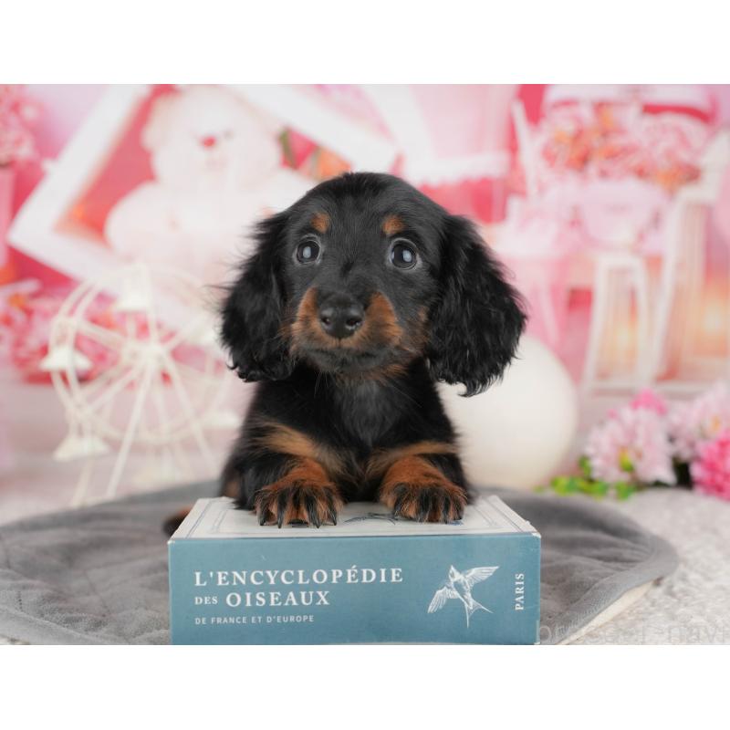 販売中の東京都のミニチュアダックスフンド(ロングヘアード)-449469の1枚目