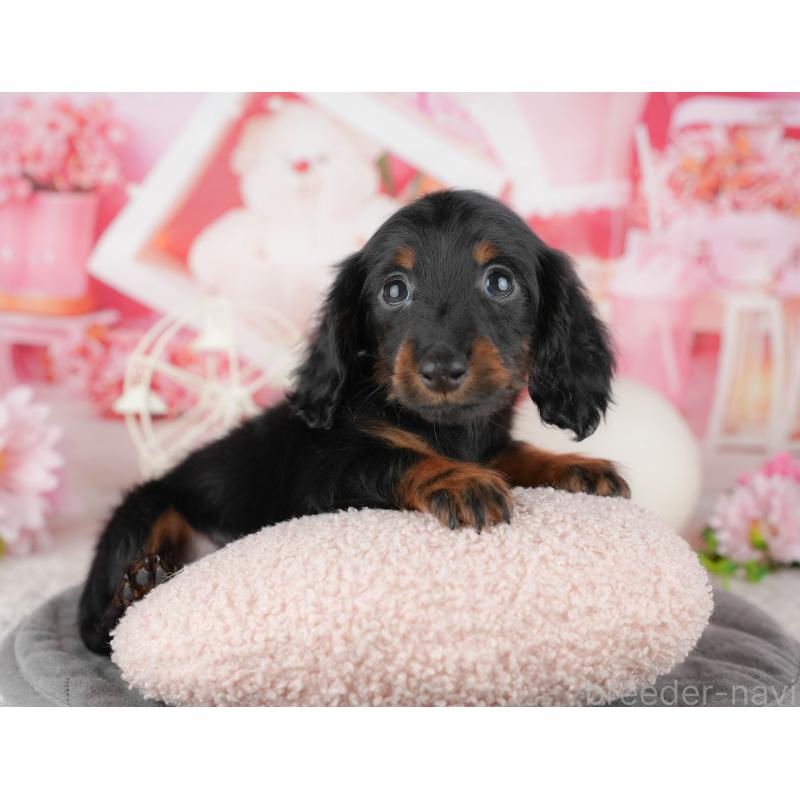 販売中の東京都のミニチュアダックスフンド(ロングヘアード)-449469の9枚目