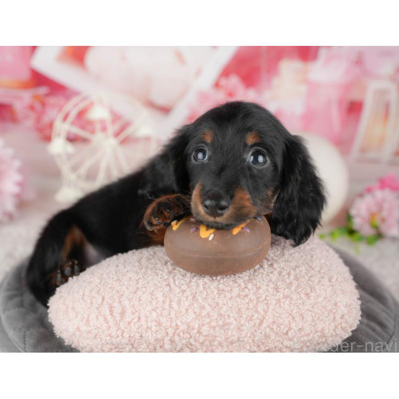 販売中の東京都のミニチュアダックスフンド(ロングヘアード)-449469の8枚目