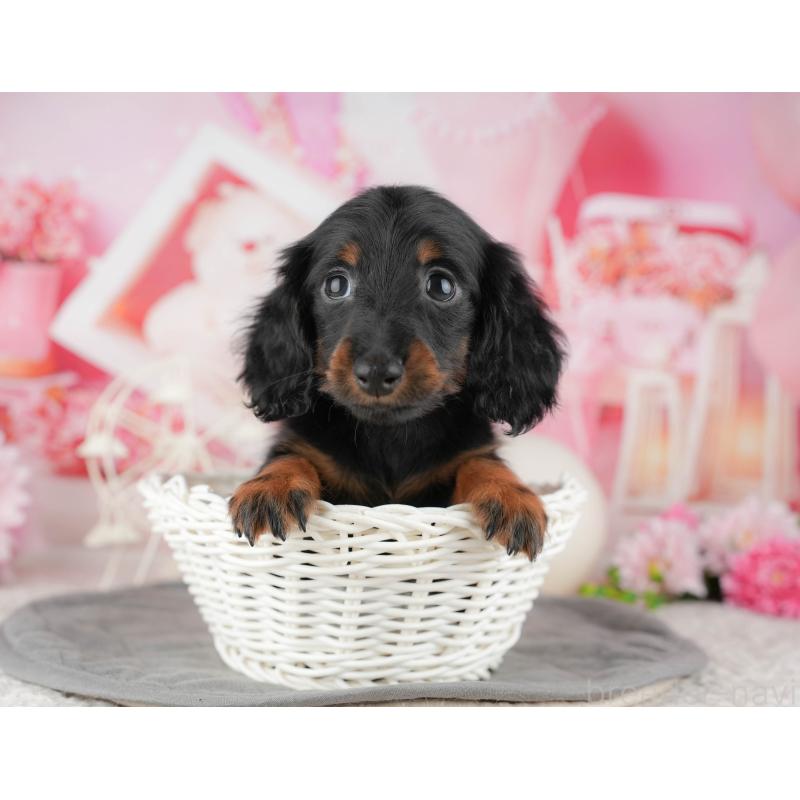 販売中の東京都のミニチュアダックスフンド(ロングヘアード)-449469の5枚目