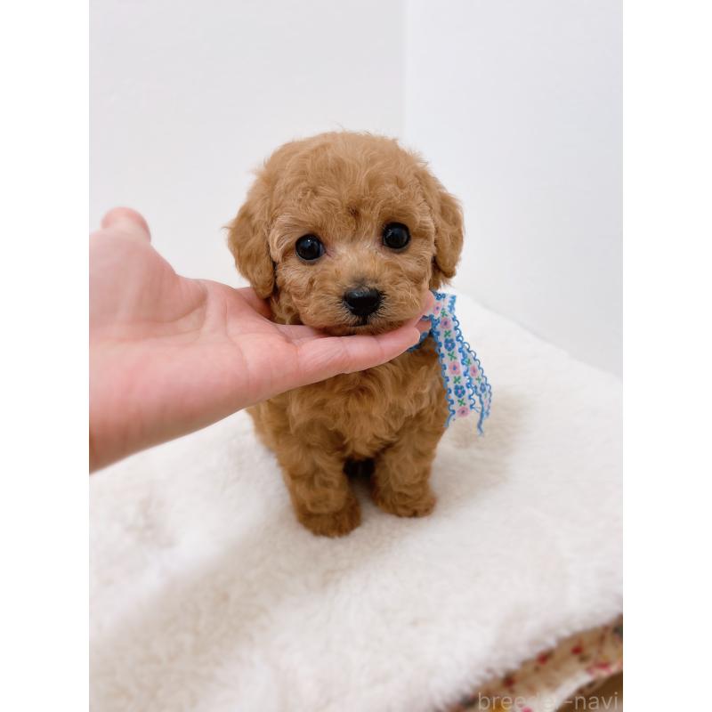 販売中の福岡県のティーカッププードル-449188の6枚目