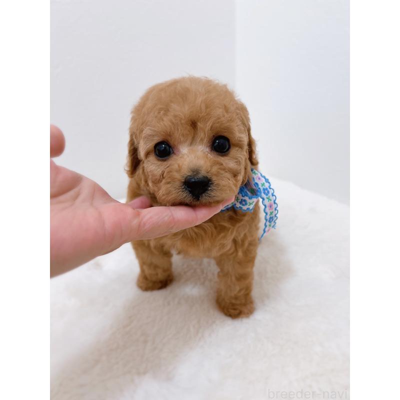 販売中の福岡県のティーカッププードル-449188の5枚目