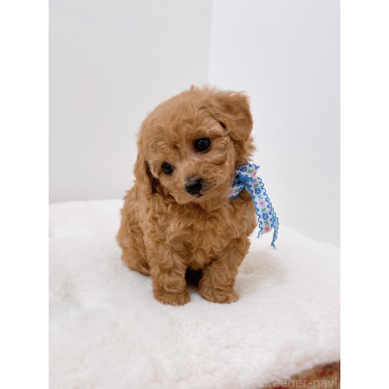 販売中の福岡県のティーカッププードル-449188の4枚目