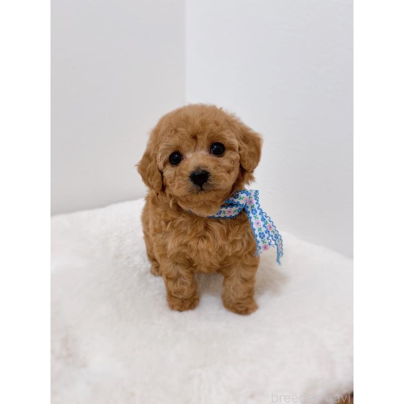 販売中の福岡県のティーカッププードル-449188の3枚目