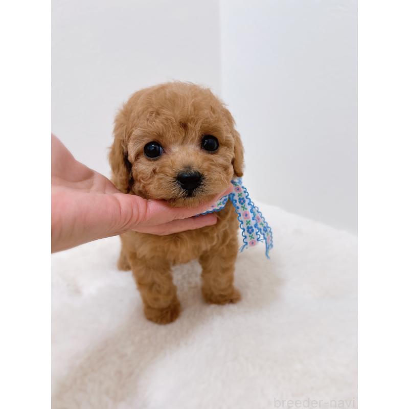 販売中の福岡県のティーカッププードル-449188の2枚目