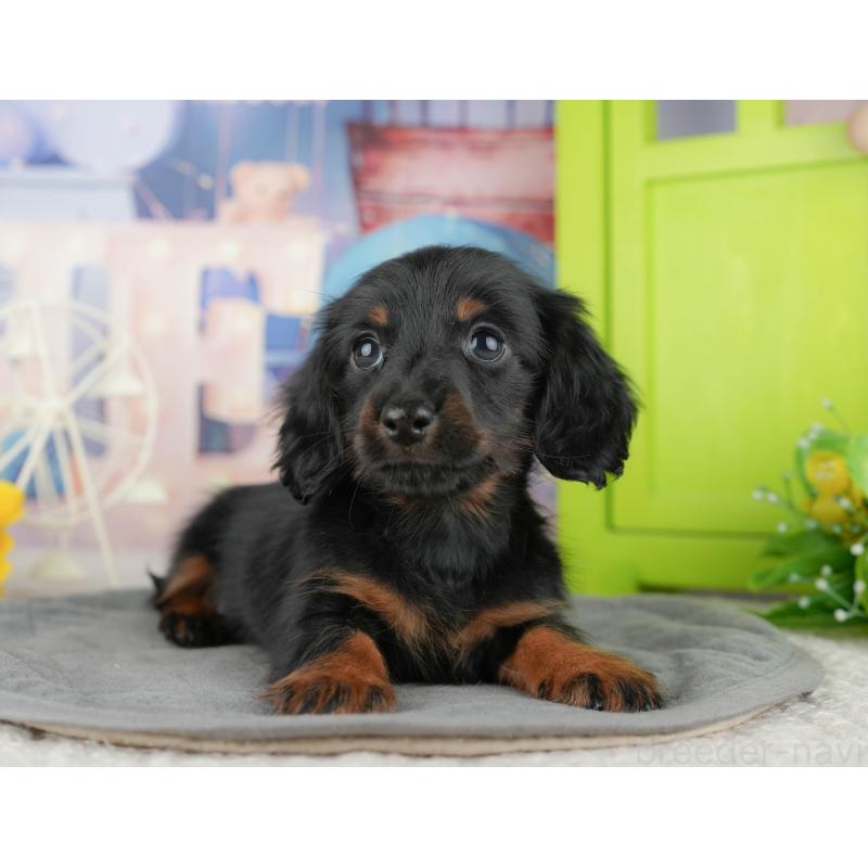 販売中の東京都のミニチュアダックスフンド(ロングヘアード)-449468の9枚目