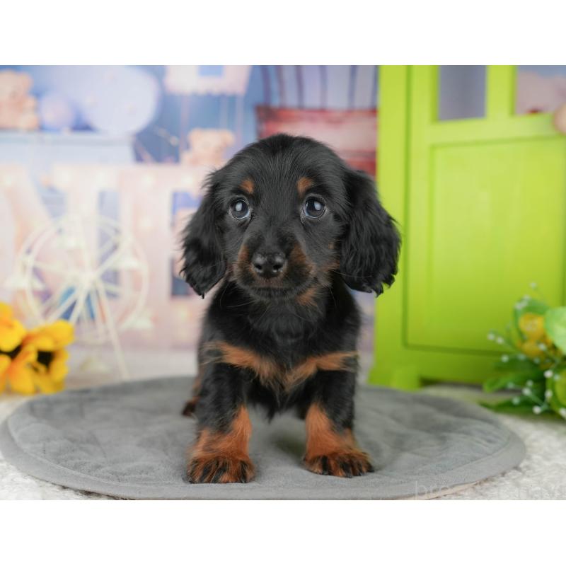 販売中の東京都のミニチュアダックスフンド(ロングヘアード)-449468の8枚目