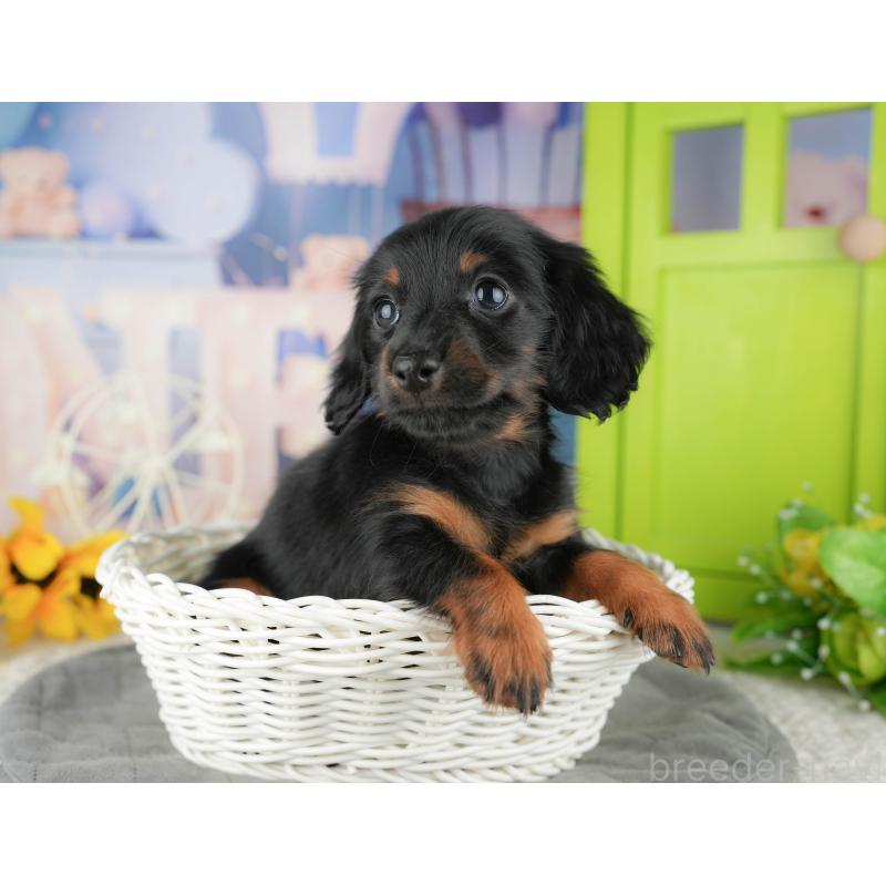 販売中の東京都のミニチュアダックスフンド(ロングヘアード)-449468の7枚目